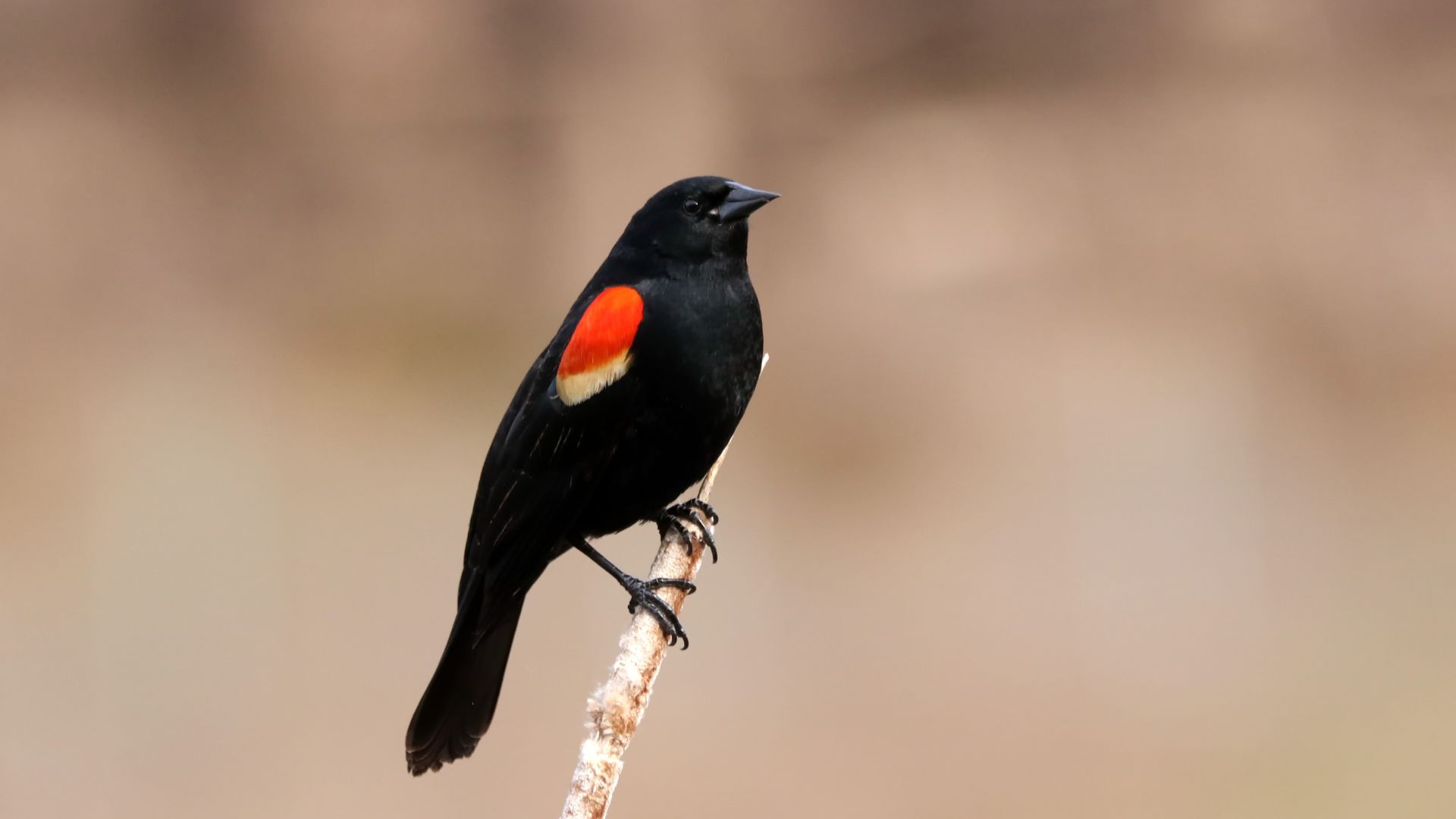 Boosting Blackbird: Essential Diet, Signs of Illness & Habitat Care